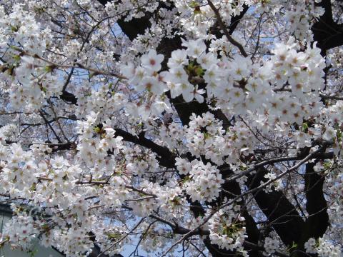 02. 平成22年度入学式 満開の桜
