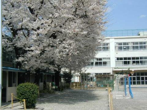 満開の桜１(2002年3月24日)