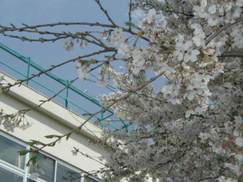 満開の桜３(2002年3月24日)