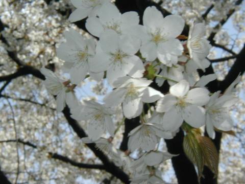 満開の桜５(2002年3月24日)