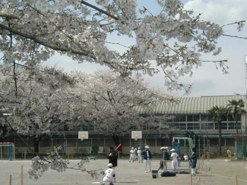 満開の桜６(2002年3月24日)