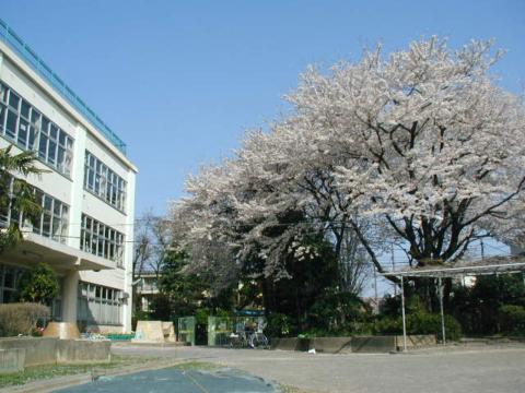 2003桜満開06(2003年4月6日)